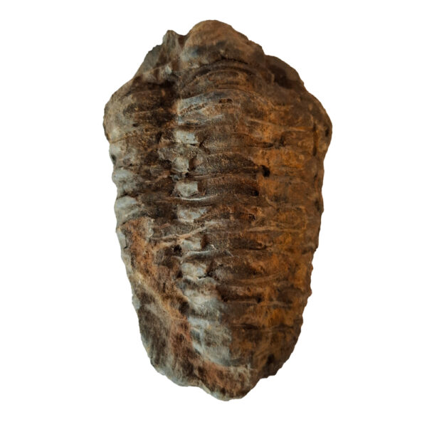 Trilobita 09