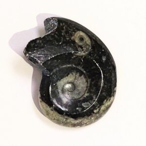 Ammonitesz Marokkó 05