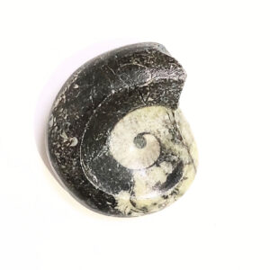 Ammonitesz Marokkó 02