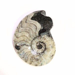 Ammonitesz Marokkó 03