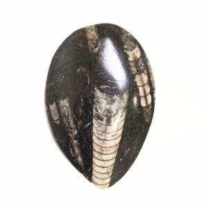 Orthoceras közepes 02