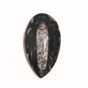 Orthoceras közepes 01