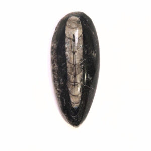 Orthoceras közepes 02