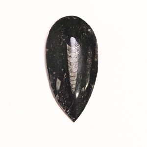 Orthoceras közepes 03