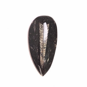 Orthoceras közepes 04