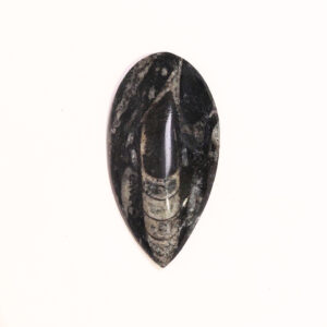 Orthoceras közepes 05