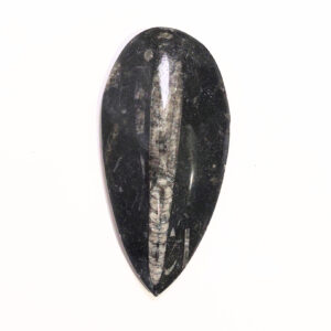 Orthoceras nagyobb 05
