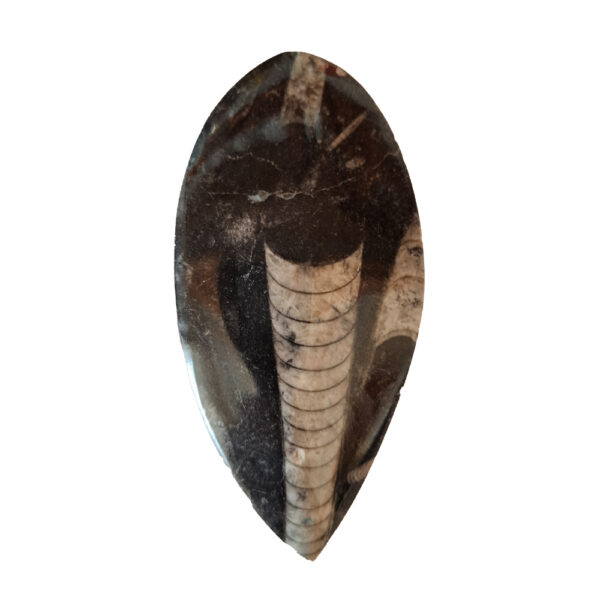 Orthoceras közepes 05