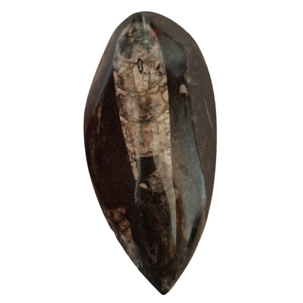 Orthoceras közepes 01