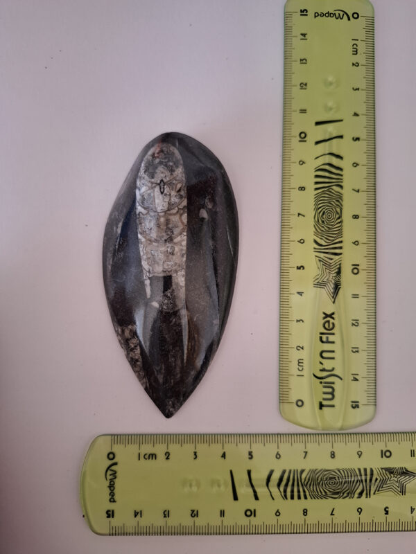 Orthoceras közepes 01 - Image 2