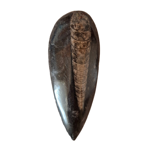 Orthoceras közepes 02