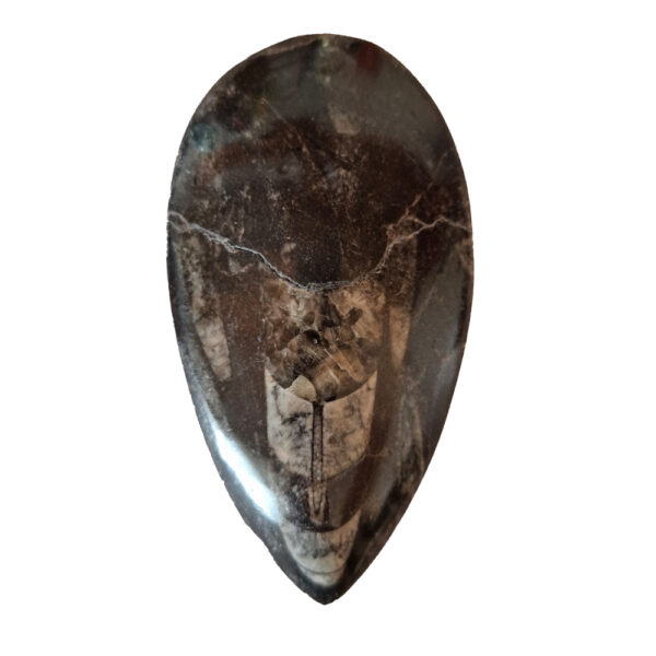 Orthoceras közepes 03