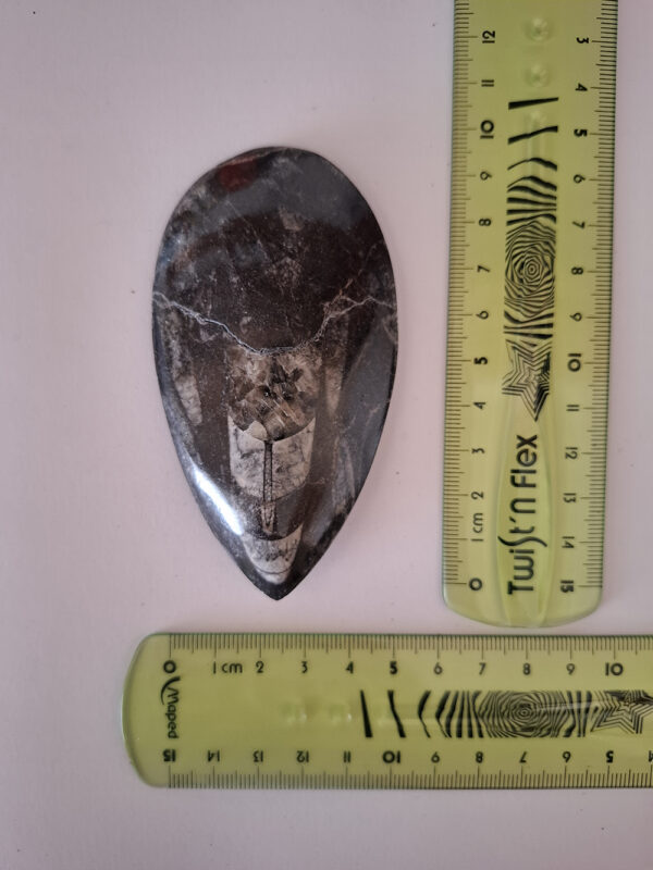 Orthoceras közepes 03 - Image 2