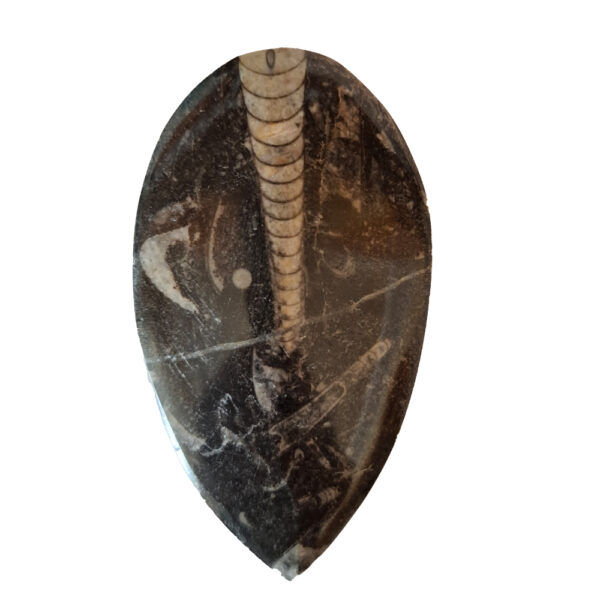 Orthoceras közepes 04
