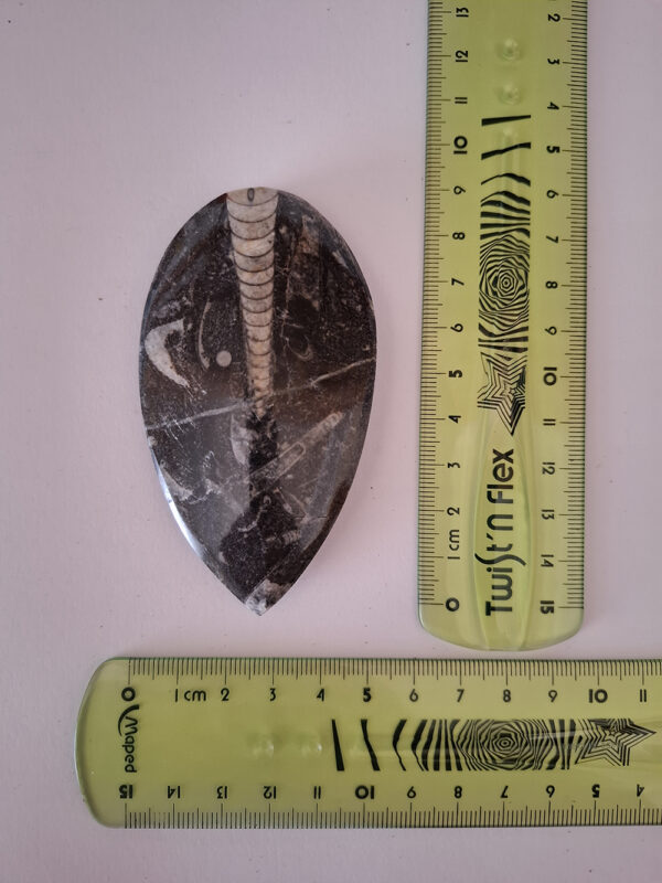 Orthoceras közepes 04 - Image 2