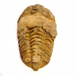 Trilobita 09