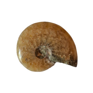 Ammonitesz Madagaszkár 03
