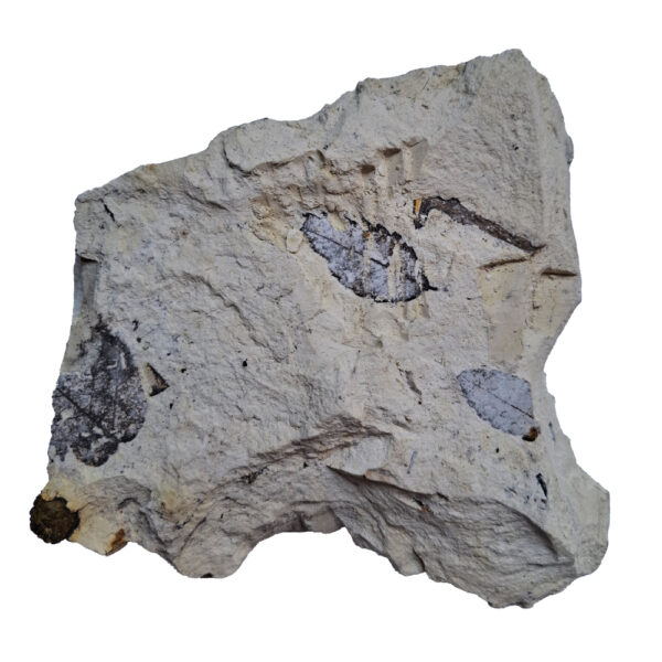Levéllenyomat 02