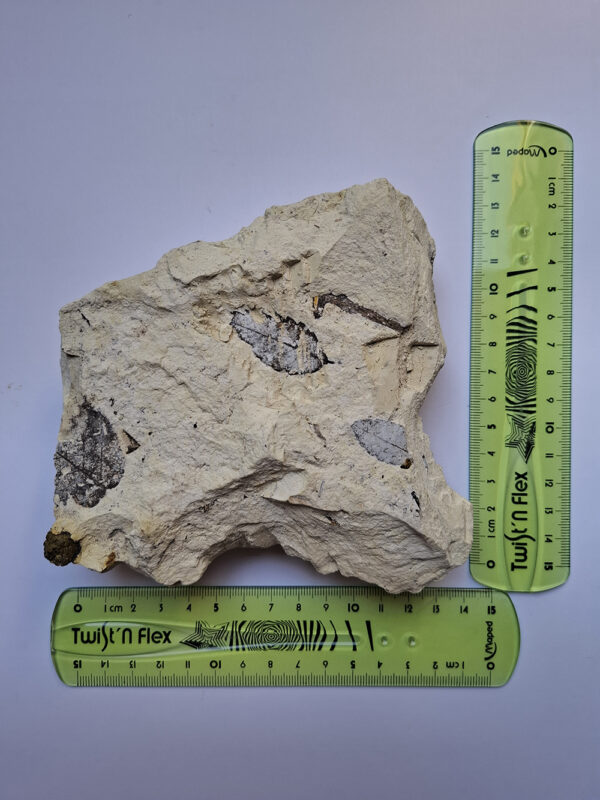 Levéllenyomat 02 - Image 3