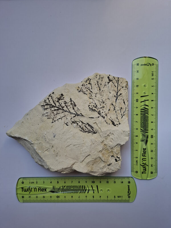 Levéllenyomat 03 - Image 3