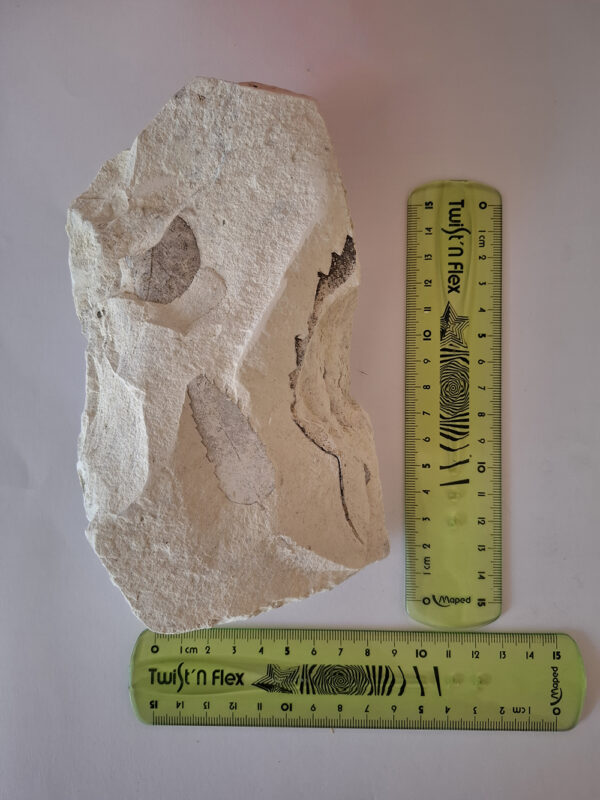 Levéllenyomat 01 - Image 3