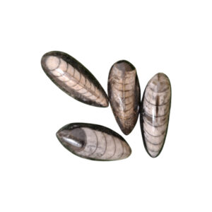 Orthoceras kisebb