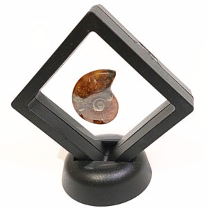 Lebegő Ammonitesz 02