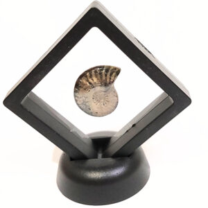 Lebegő Ammonitesz 03