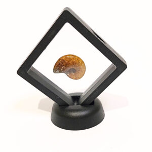 Lebegő Ammonitesz 03