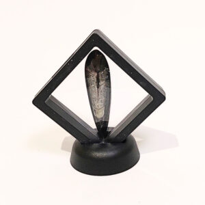 Lebegő Orthoceras 01