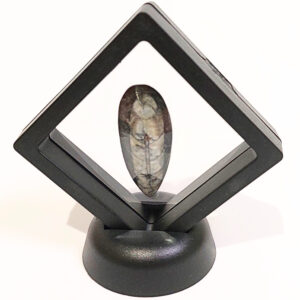 Lebegő Orthoceras 02