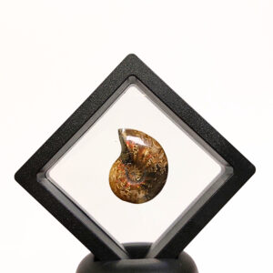 Lebegő Ammonitesz 02