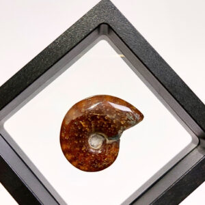 Lebegő Ammonitesz 01