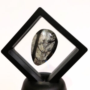 Lebegő Orthoceras 03