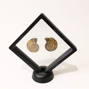 Lebegő dupla ammonitesz 02