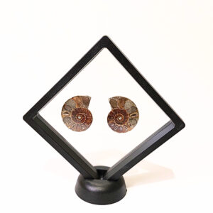 Lebegő dupla ammonitesz 03