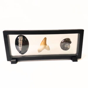 Lebegő Fosszília Szett