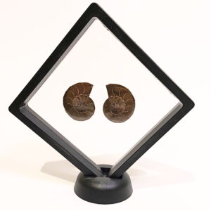 Lebegő dupla ammonitesz 01