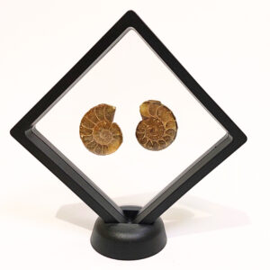 Lebegő dupla ammonitesz 04