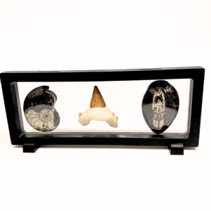 Lebegő fosszília szett 01