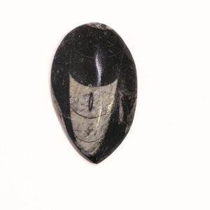 Orthoceras kisebb 01