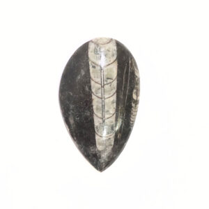 Orthoceras kisebb 01