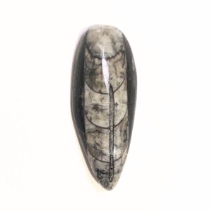 Orthoceras kisebb 02