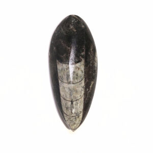 Orthoceras kisebb 03