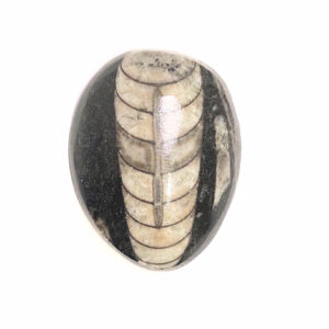 Orthoceras kisebb 04