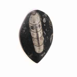 Orthoceras kisebb 05