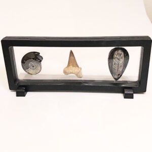 Lebegő Fosszília szett 02