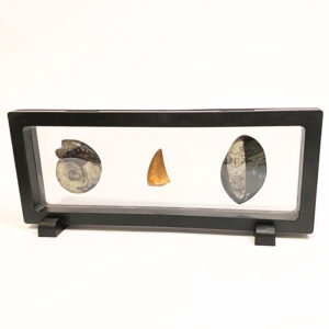 Lebegő Fosszília szett 03