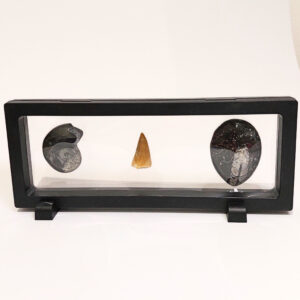 Lebegő Fosszília szett 04