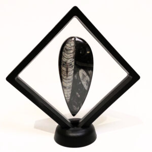 Lebegő Orthoceras nagy 01